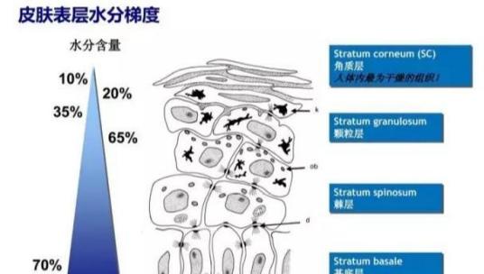 皮肤水分含量