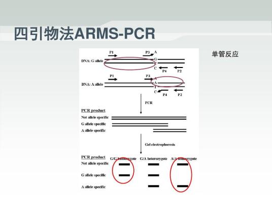 ARMS-PCR