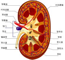 什么是肾功能