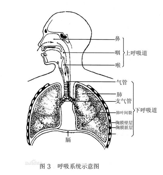 上呼吸道