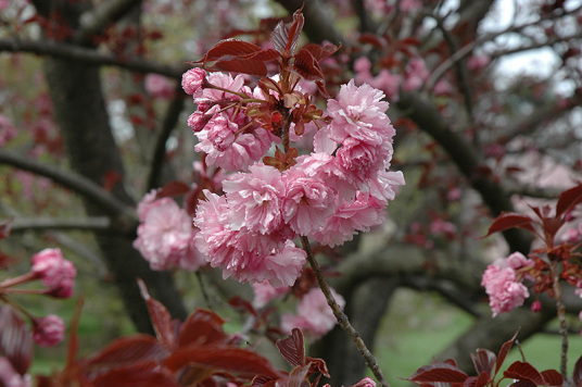 红叶樱花