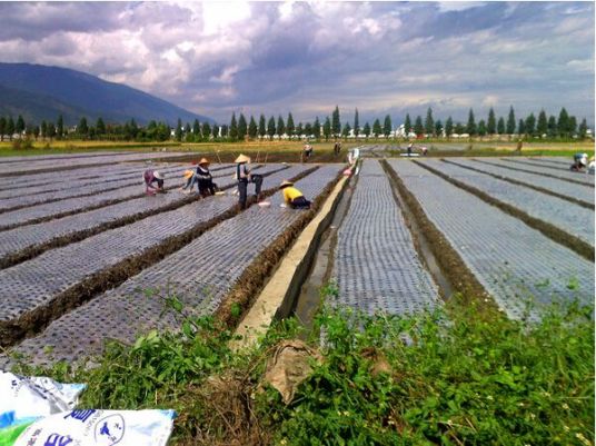 大蒜地膜覆盖栽培