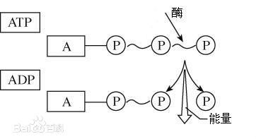 atp水解为什么会释放大量能量