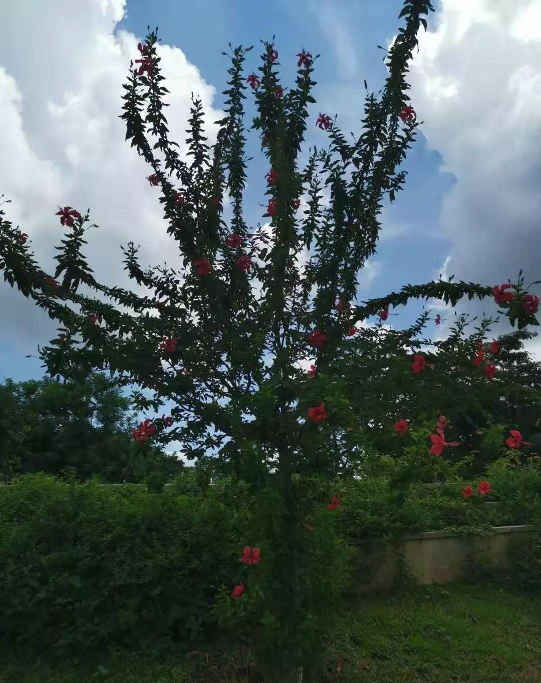 让家里的一棵朱瑾花长成花树，需要注意什么呢？