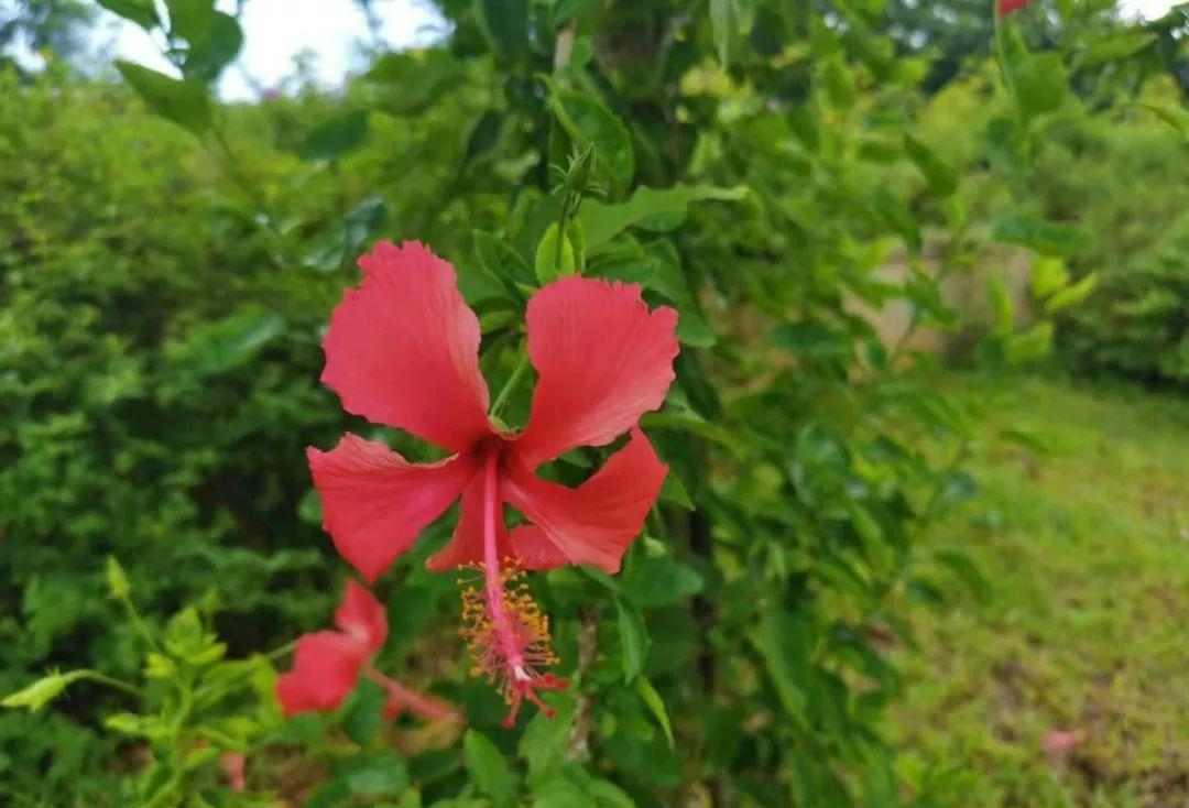 让家里的一棵朱瑾花长成花树，需要注意什么呢？