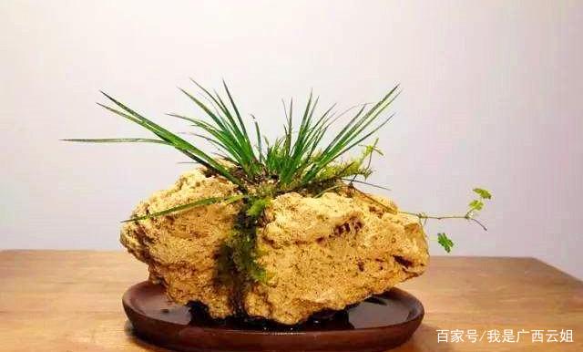 吸水石盆景如何种植植物？