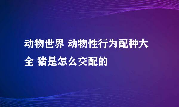 动物世界 动物性行为配种大全 猪是怎么交配的