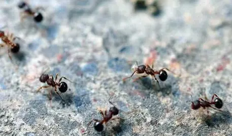 所谓的蚂蚁搬家要下雨，有科学依据吗？