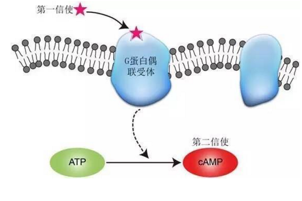 第二信使 有那些 与它作用的物质有哪些