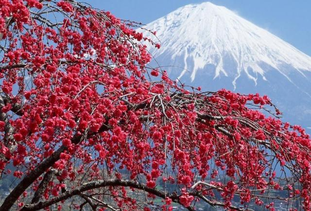 日本富士山的所有权属于谁？