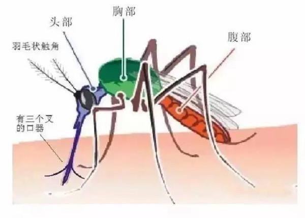 蚊子的寿命是多久？