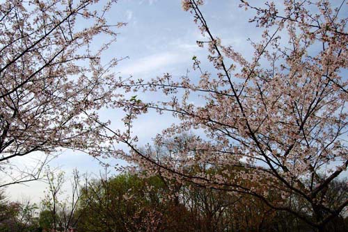 上海哪里看樱花最好