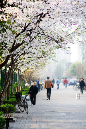 上海哪里看樱花最好