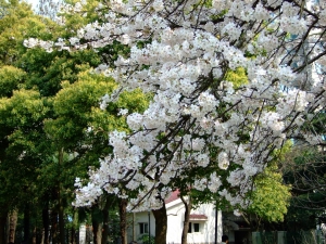 上海哪里看樱花最好