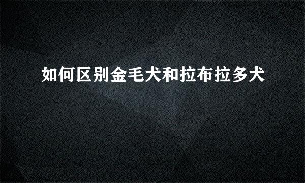 如何区别金毛犬和拉布拉多犬