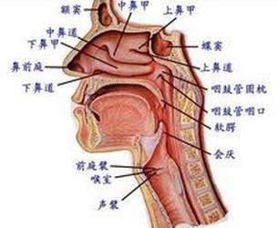 男生如何唱假音