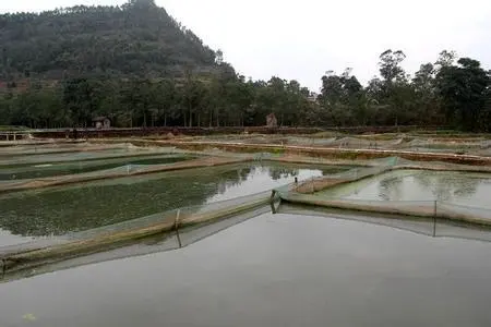 泥鳅的养殖前景和利润怎么样？