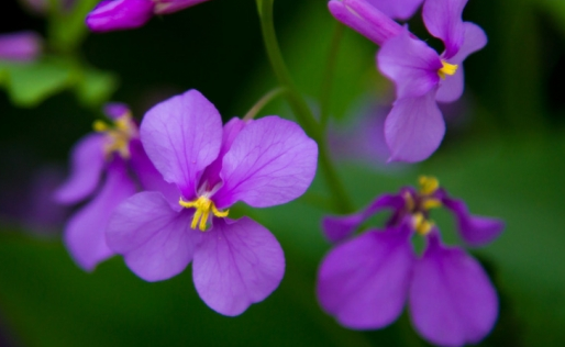 兰花几月开花?