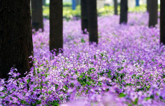 兰花几月开花?