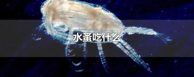 水蚤吃什么