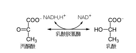 LDH在医学名词里是什么意思