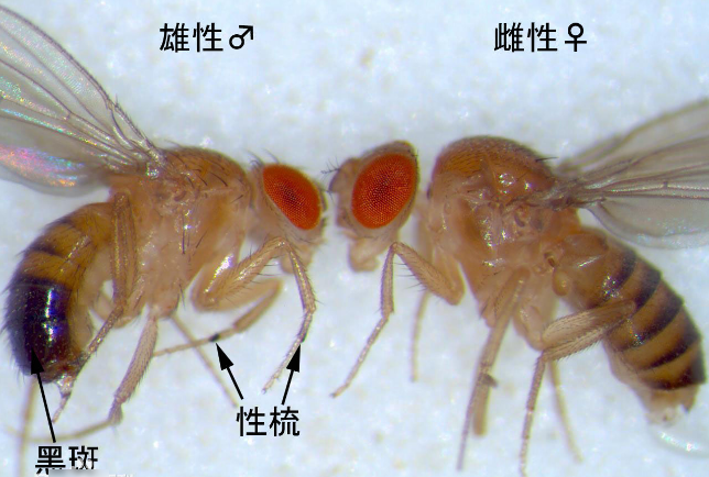 果蝇 染色体 X长还是Y长