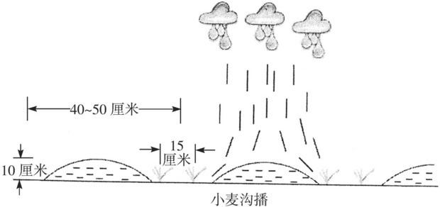 小麦如何种植