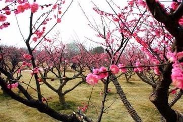 梅花怎么养，梅花的养殖方法和注意事项