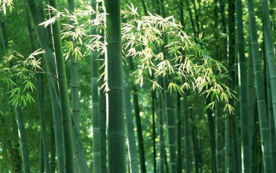 咬定青山不放松， 立根原在破岩中。 千磨万击还坚劲， 任尔东西南北风。诗的意思是什么