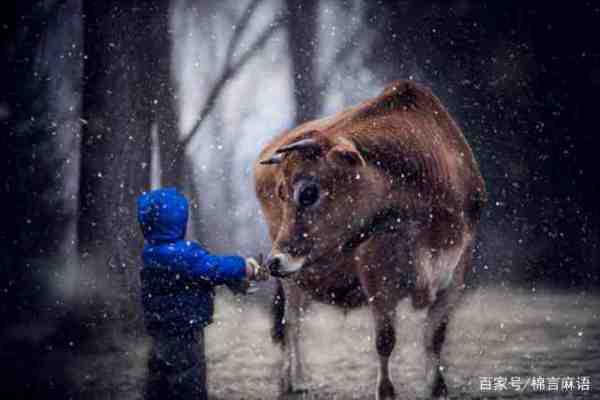 属牛的本命年应该注意什么？