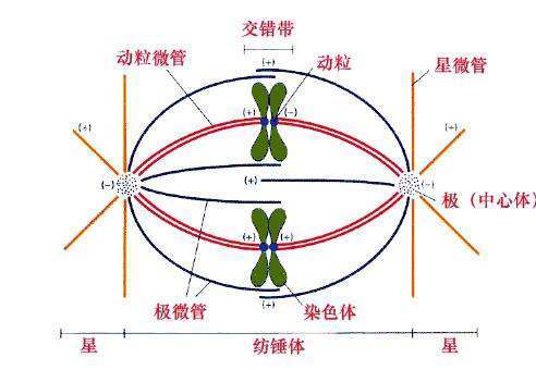 生物：什么是纺锤体？详细！