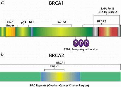 BRCA1 和BRCA2 是什么 有什么作用啊