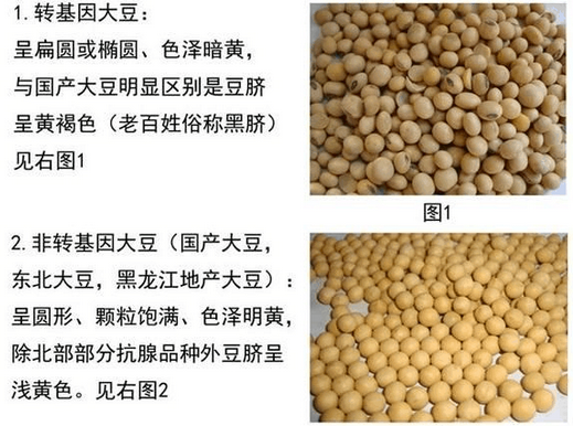 转基因大豆和非转基因大豆有什么区别？