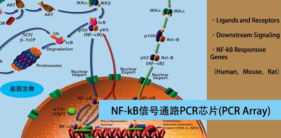 NF-KB是什来自么