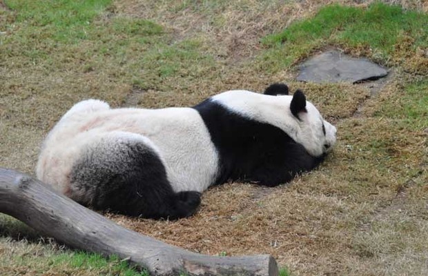 大熊猫为什么是国宝？来自