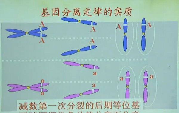 分离定律是什么