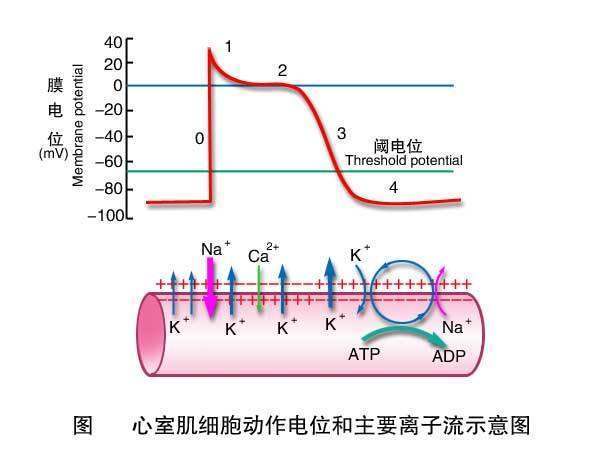 心肌细胞动作电位产生的机制或原理