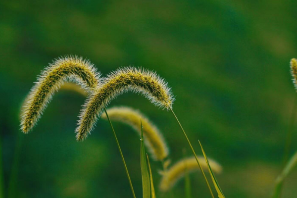 什么花花语是错过的爱？