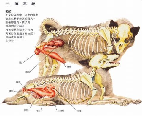 母狗身体内有子宫吗？