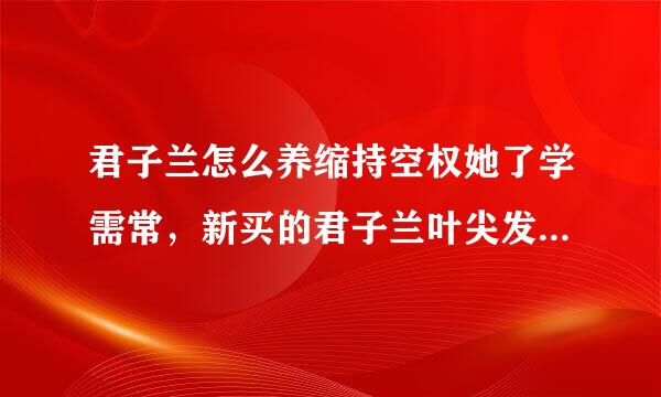 君子兰怎么养缩持空权她了学需常，新买的君子兰叶尖发黄，有没有办法拯救。