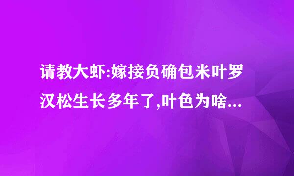 请教大虾:嫁接负确包米叶罗汉松生长多年了,叶色为啥发黄枝条发枯缩枝?