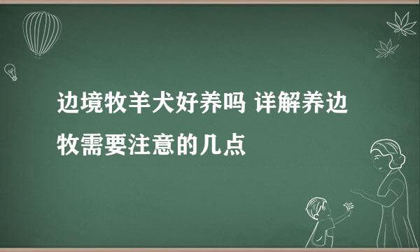 边境牧羊犬好养吗 详解养边牧需要注意的几点