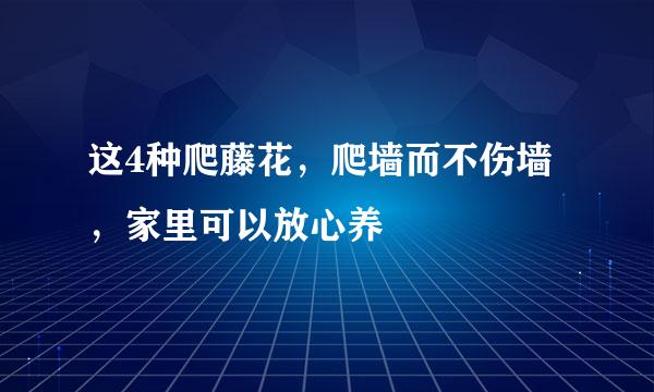 这4种爬藤花，爬墙而不伤墙，家里可以放心养