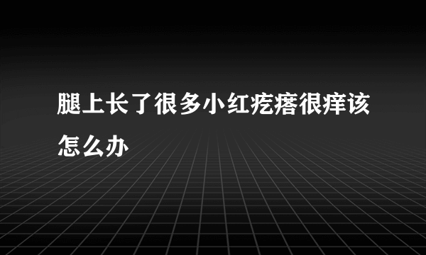 腿上长了很多小红疙瘩很痒该怎么办