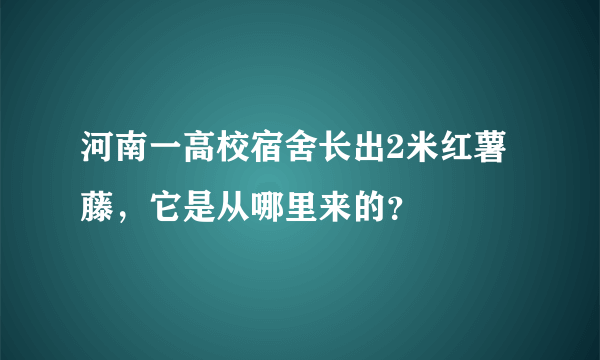 河南一高校宿舍长出2米红薯藤，它是从哪里来的？