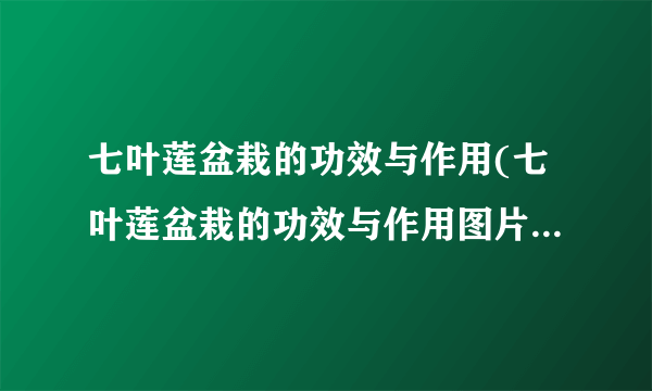 七叶莲盆栽的功效与作用(七叶莲盆栽的功效与作用图片)-飞外