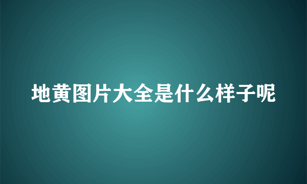 地黄图片大全是什么样子呢