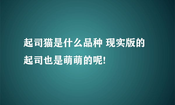 起司猫是什么品种 现实版的起司也是萌萌的呢!