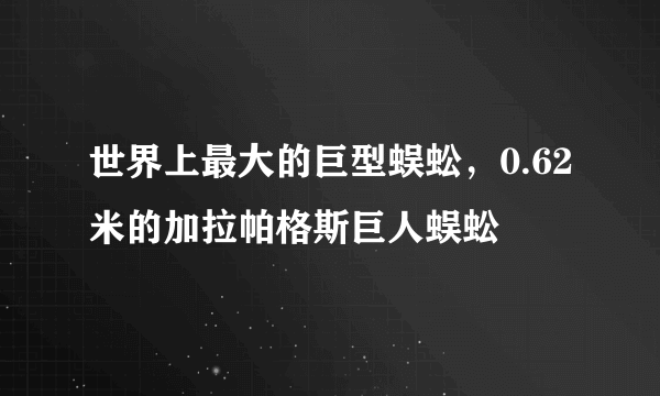 世界上最大的巨型蜈蚣，0.62米的加拉帕格斯巨人蜈蚣