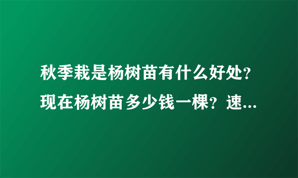 秋季栽是杨树苗有什么好处？现在杨树苗多少钱一棵？速生杨树苗哪里有卖的？